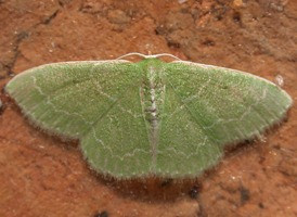 Southern Emerald